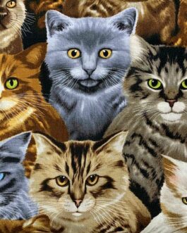 Beautiful Cats