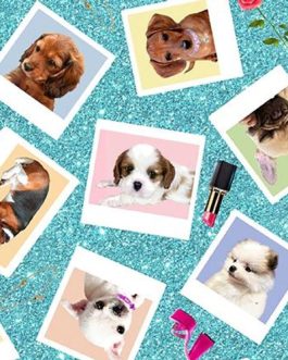 Diva Pups